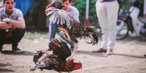 Khám Phá Trực Tiếp Đá Gà C1 Với Những Màn So Tài Nảy Lửa