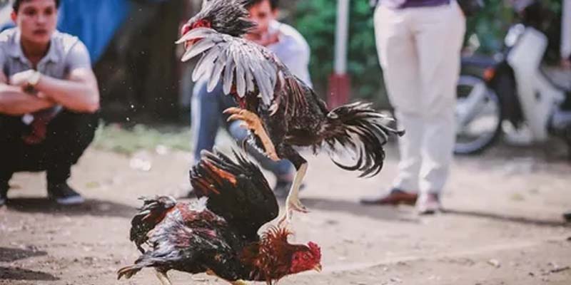 Khám Phá Trực Tiếp Đá Gà C1 Với Những Màn So Tài Nảy Lửa