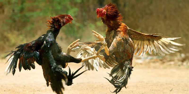 Đấu kê cựa dao – Nguy hiểm và hồi hộp