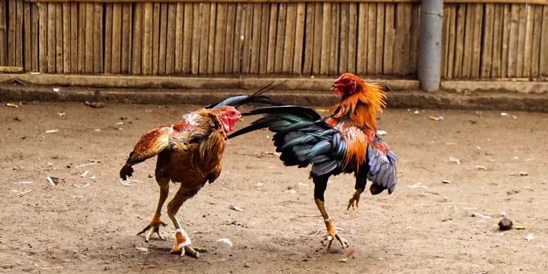 Đôi nét nổi bật nhất về loại hình đá gà Thomo 23win