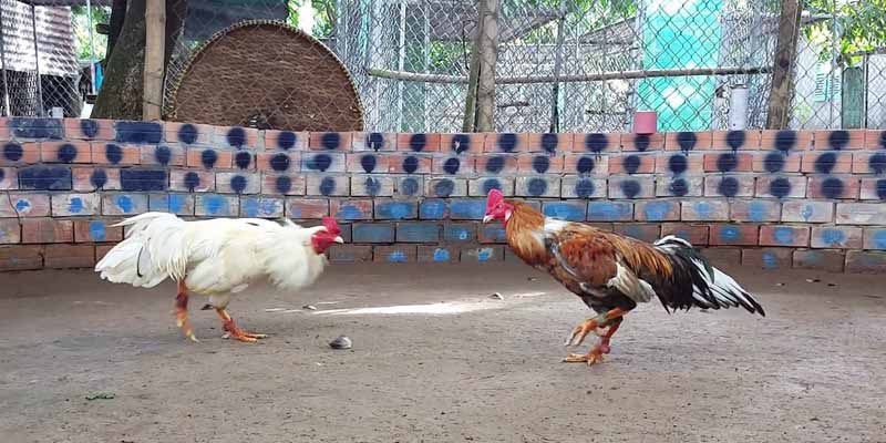 Tại sao nên xem trực tiếp chọi kê C1
